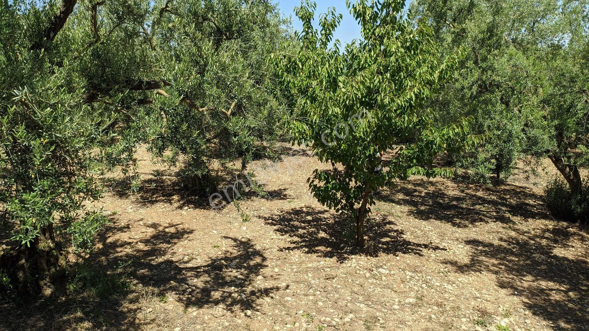 Li-Vadi Zeytincilik ve Zeytinyağı - Zeytin Ağaçlarımız